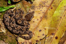 Calloselasma rhodostoma, Malayan Pit Viper, Malaisie, Malaysia