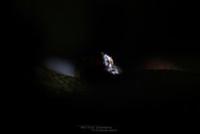 Vipera aspis, Vipère aspic, Asp viper, Vibora, France, Matthieu Berroneau, nuit, night, eye, oeil