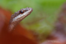 Mastigodryas boddaerti, Boddaert's Tropical Racer, Guyane, French Guiana, Matthieu Berroneau