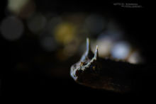 Cerastes cerastes, Vipère à cornes, Saharan horned viper, Matthieu Berroneau, Maroc, Morocco, macro