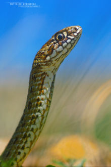 Malpolon monspessulanus, Couleuvre de Montpellier, Montpellier snake, Matthieu Berroneau, Espagne, Spain, Culebra bastarda, Espana