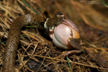 Natrix helvetica, Couleuvre à collier, Couleuvre helvétique, Grass snake, serpent, predation, frog, Treefrog, , Matthieu Berroneau