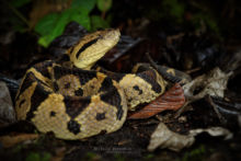 Metlapilcoatlus mexicanus, Central American jumping pitviper, Mano de piedra centroamericana, Atropoides mexicanus, Matthieu Berroneau, Costa Rica