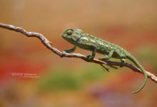 Mediterranean Chameleon, Caméléon européen, Chamaeleo chamaeleon, Maroc, Morocco, Matthieu Berroneau