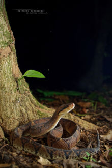 Lachesis stenophrys, Central American bushmaster, Matabuey, Bush master, Costa Rica, Matthieu Berroneau