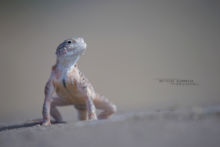 Phrynocephalus mystaceus, Turan toad headed agama, Iran, Matthieu Berroneau