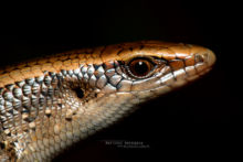 Many-lined Sun Skink, Eutropis multifasciata, Malaisie, Malaysia, Matthieu Berroneau