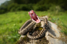 Vipera aspis, Vipère aspic, Asp viper, Vibora, France, Matthieu Berroneau, morsure, bite, attack, attaque, Vipera aspis zinnikeri