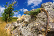 Schreiber's Green Lizard, Lézard de Schreiber, Lacerta schreiberi, Espagne, Matthieu Berroneau, Spain, Espagne, Espana, Lagarto