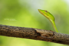 Ahaetulla prasina, Vine snake, Malaysia, Malaisie, Oriental whip snake, whip snake