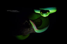 Trimeresurus fucatus, Siamese Peninsula Pit Viper, PitviperMalaisie, Malaysia, Matthieu Berroneau