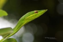 Oxybelis fulgidus, Serpent liane, Green Vine Snake, Guyane, French Guiana, Matthieu Berroneau