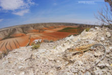 Acanthodactylus erythrurus, Acanthodactyle d'Europe, Spiny-footed Lizard, Espagne, Spain, Matthieu Berroneau