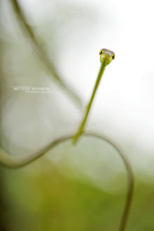 Oxybelis brevirostris, Cope's Vine Snake, Serpiente bejuquillo, Costa Rica, Matthieu Berroneau