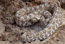 Pseudocerastes urarachnoides, Spider-tailed horned viper, Vipère à queue d'araignée, Iran, Matthieu Berroneau