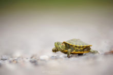 Trachemys scripta, Red-eared slider, Trachémyde écrite, tortue de floride, Matthieu Berroneau, juvenile, young