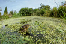 Cistude d'Europe, Emys orbicularis, Matthieu Berroneau, European Pond Terrapin