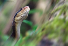 Lachesis stenophrys, Central American bushmaster, Matabuey, Bush master, Costa Rica, Matthieu Berroneau