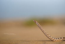 Lytorhynchus diadema, Crowned Leafnose Snake, Couleuvre diadème, Maroc, Morocco, Matthieu Berroneau