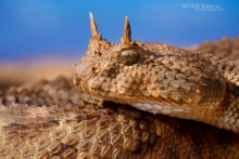 Cerastes cerastes, Vipère à cornes, Saharan horned viper, Matthieu Berroneau, Maroc, Morocco, macro