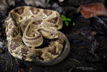 Crotalus simus, Middle American Rattlesnake, Cascabel centroamericana, Costa Rica, Matthieu Berroneau