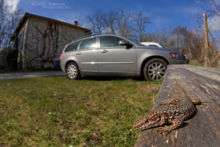 Podarcis muralis, Lézard des murailles, Common wall lizard, Matthieu Berroneau, voiture, urbain, urbanisation