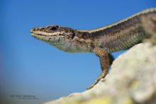 Pyrenean rock lizard, Iberolacerta bonnali, Lézard de Bonnal, Pyrénées, Matthieu Berroneau