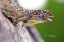 Draco maculatus, Spotted Gliding Lizard, Malaisie, Malaysia, Matthieu Berroneau, flying lizard, dragon