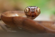 Dipsas indica, Temporal Snail-eater, Caracolera neotropical,Guyane, French Guiana, Matthieu Berroneau
