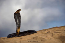 Naja haje legionis, Cobra égyptien, Egyptian cobra, Morocco, Maroc, Desert, sable, Matthieu Berroneau