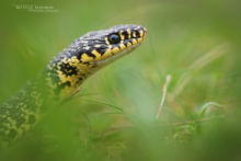 Hierophis viridiflavus, Couleuvre verte et jaune, Western Whip Snake, Matthieu Berroneau, Macro