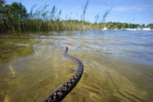 Natrix maura, Viperine snake, couleuvre vipérine, Matthieu Berroneau, aquatique, marine, underwater, nage