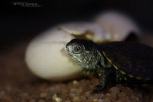 Cistude d'Europe, Emys orbicularis, Matthieu Berroneau, European Pond Terrapin, egg, pond, oeuf, naissance, éclosion