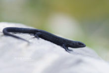 Zootoca vivipara, Zootoca vivipara louislantzi, viviparous lizard, mélanique, melanism, noire, black, Lézard vivipare, Matthieu Berroneau, France