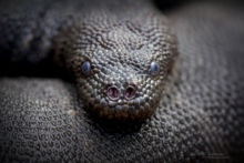 Marine file snake, Komodo, Acrochordus granulatus, Indonésie, Rinca, Snake, marine snake, Matthieu Berroneau