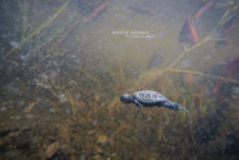 Cistude d'Europe, Emys orbicularis, Matthieu Berroneau, European Pond Terrapin, underwater, aquatique