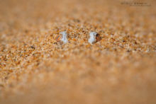 Cerastes vipera, Sahara Sand Viper, Vipère des sables, Matthieu Berroneau, Maroc, Snake, sable, ensablée, cachée, affut, chasse, hunt,, désert, Maroc, morocco, sable, sand