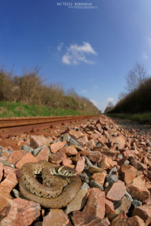 Natrix helvetica, Couleuvre à collier, Couleuvre helvétique, Grass snake, serpent, Matthieu Berroneau, voie ferrée, rail, train