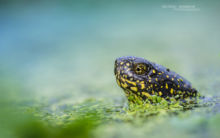 Cistude d'Europe, Emys orbicularis, Matthieu Berroneau, European Pond Terrapin