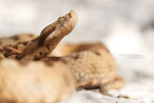 Vipère de Lataste, Vibora de lataste, Lataste's viper, viper, spain, espana, espagne, Matthieu Berroneau