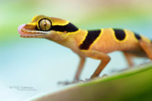 Cyrtodactylus australotitiwangsaensis, Malaisie, Malaysia, gecko, Matthieu Berroneau