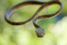 Boiga drapiezii, White-spotted Cat Snake, Malaysia, Malaisie, Matthieu Berroneau