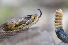 Crotalus basiliscus, Cascabel del Pacífico, Mexican West Coast Rattlesnake, Matthieu Berroneau, Mexico, Méxique, tong, langue, queue, sonnette, rattle