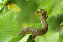Zamenis longissimus, Couleuvre d'Esculape, Aesculapian snake, France, Matthieu Berroneau, tree, arbre, branche