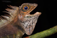 Gonocephalus liogaster, Borneo, Matthieu Berroneau, Blue-eyed Angle-headed Lizard, Malaysia, macro, blue, eye, yeux