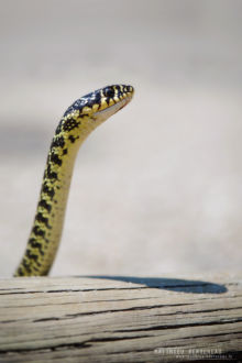 Hierophis viridiflavus, Couleuvre verte et jaune, Western Whip Snake, Matthieu Berroneau