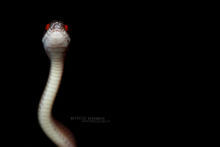 Asthenodipsas lasgalenensis, Mirkwood Forest Slug-eating Snake, Malaisie, Malaysia, Matthieu Berroneau