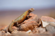 Uromastyx nigriventris, Moroccan Spiny-tailed Lizard, Fouette queue du Maroc, Maroc, Morocco, Matthieu Berroneau