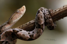 Bothrops asper, Terciopelo, Common Lancehead, fer de lance, Mexique, Mexico, Matthieu Berroneau