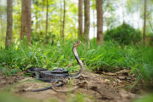 Naja subfulva, Naja melanoleuca, Brown Forest Cobra, Cobra brun des forêts, Forest cobra, Cobra des Forêts, Uganda, Ouganda, Matthieu Berroneau